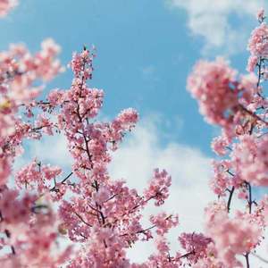 午夜寻花极品在线观看
